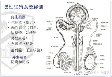 男性生殖系統|解剖学高清图谱 男性生殖系统